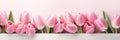 Vibrant pink tulips in a row, creating a perfect border for spring-themed layouts and designs