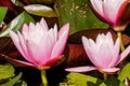 Vibrant pink water lillies in a pond Royalty Free Stock Photo