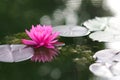 A Vibrant Pink Water Lily Royalty Free Stock Photo