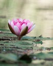 Vibrant pink water lily floating serenely in a tranquil pond