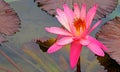 Vibrant pink water lily in tropical garden pond