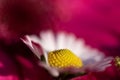 Vibrant pink and white daisy flowers abstract background macro Royalty Free Stock Photo