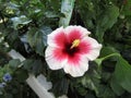 Vibrant pink and white hibiscus flower Royalty Free Stock Photo