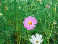 Vibrant pink and white summer flowering Cosmos flowers in soft summer sunshine Royalty Free Stock Photo