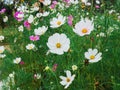 Vibrant pink and white summer flowering Cosmos flowers in soft summer sunshine Royalty Free Stock Photo