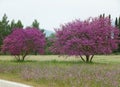 Vibrant pink wild flowering trees along the country roadside in Spring Royalty Free Stock Photo