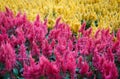 Vibrant pink yellow red purple celosia argentea cockscomb plant Royalty Free Stock Photo