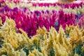 Vibrant pink yellow red purple celosia argentea cockscomb plant Royalty Free Stock Photo