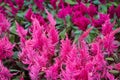 Vibrant pink yellow red purple celosia argentea cockscomb plant Royalty Free Stock Photo