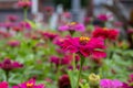 Vibrant pink zinnia flowers - yellow stamen - lush green leaves