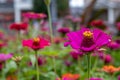 Vibrant pink zinnia flowers - yellow stamen - lush green leaves