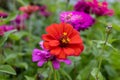 Vibrant pink zinnia flowers - yellow stamen - lush green leaves