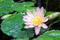 A vibrant pint water lily amongst green lily pads on a pond Royalty Free Stock Photo