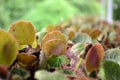 Vibrant plant with a beautiful surrounding