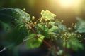 Close-up Images of Plants as a Symbol for Reactive Oxygen Species