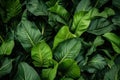 Vibrant Plantain leaves. Generate Ai