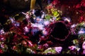 Underwater view of vibrant planted aquarium Royalty Free Stock Photo