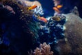 Underwater view of vibrant planted aquarium Royalty Free Stock Photo