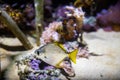 Underwater view of vibrant planted aquarium Royalty Free Stock Photo