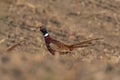 Vibrant Plumage of a Male Common Pheasant (Phasianus colchicus) Royalty Free Stock Photo