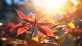 Vibrant Poinsettia In Autumn Colors: Hyperrealistic Uhd Image Royalty Free Stock Photo