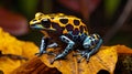 Vibrant Poison Dart Frog Leaping in Tropical Rainforest