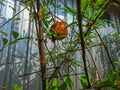 Vibrant Pomegranate: A Burst of Red Growing Next to the House Royalty Free Stock Photo