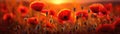 Vibrant Poppy Field Against A Softly Blurred Sunset Banner Background. Generative AI