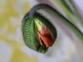 Vibrant Poppy flower bud stands tall in a glass vase, surrounded by lush green stems