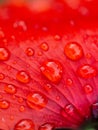 Vibrant poppy flower with dew glistening on its lush petals