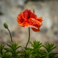 Vibrant Poppy flower with a tall stem in full bloom