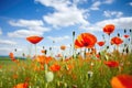 vibrant poppy flowers in a meadow