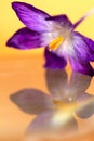 A vibrant portrait of a purple crocus flower hanging above a still water surface, which acts like an almost perfect mirror, Royalty Free Stock Photo