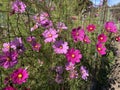 Vibrant Pretty Purple Cosmos Flowers in October in the Garden