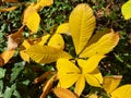 Vibrant Pretty Yellow Leaves in Autumn in October