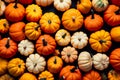 Vibrant Pumpkin Palette: Colorful Harvest Delights