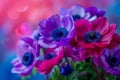 Vibrant Purple Anemone Flowers on a Blurred Blue and Pink Bokeh Background for Spring Themes Royalty Free Stock Photo