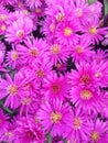 Vibrant purple Aster Dumosus flowers