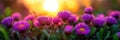 Vibrant purple asters in sunset glow with lush greenery Royalty Free Stock Photo