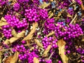 Vibrant purple berries on Callicarpa americana (American beautyberry) shrub in sunlight in detailed view Royalty Free Stock Photo