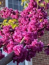 Vibrant Purple Blossoms in April in Spring