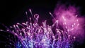 Vibrant Purple and Blue Fireworks Exploding Against Night Sky Royalty Free Stock Photo