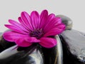 vibrant purple Cape Marguerite Daisy flower with shiny black stones