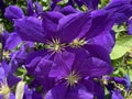 Vibrant Purple Clematis Flowers in Spring In June