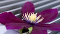 Vibrant Purple Clematis Macro Royalty Free Stock Photo