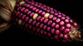 Vibrant purple corn close-up on dark background Royalty Free Stock Photo