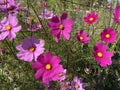 Vibrant Purple Cosmos Flowers in October in the Garden
