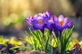 vibrant purple crocus flowers with bright orange stamens, surrounded by fresh green leaves, basking in soft sunlight Royalty Free Stock Photo