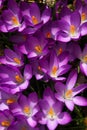 Vibrant Purple Crocuses 2 - Early Spring Flower - Iridaceae iris family Royalty Free Stock Photo