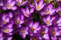 Vibrant Purple Crocuses 4 - Early Spring Flower - Iridaceae iris family Royalty Free Stock Photo